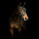 Казачий хутор